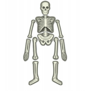 Menselijk Skelet